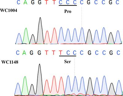 Pro-197-Ser Mutation in ALS and High-Level GST Activities: <mark class="highlighted">Multiple Resistance</mark> to ALS and ACCase Inhibitors in Beckmannia syzigachne